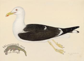 LESSER BLACK BACKED GULL . PL 23
